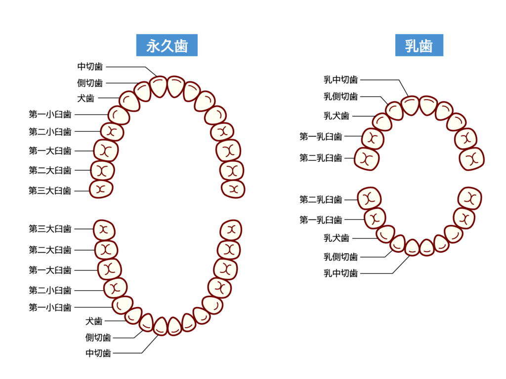 歯の名称（永久歯と乳歯）